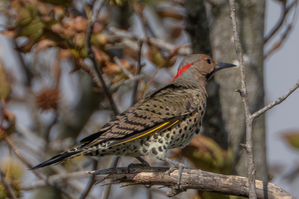 Northern Flicker (Yellow-shafted) - ML643444616