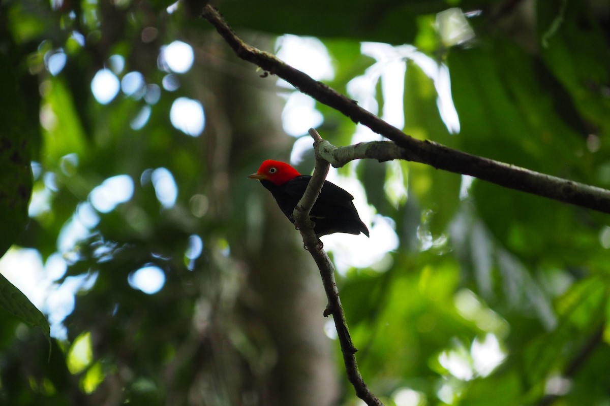 Red-capped Manakin - ML643444617