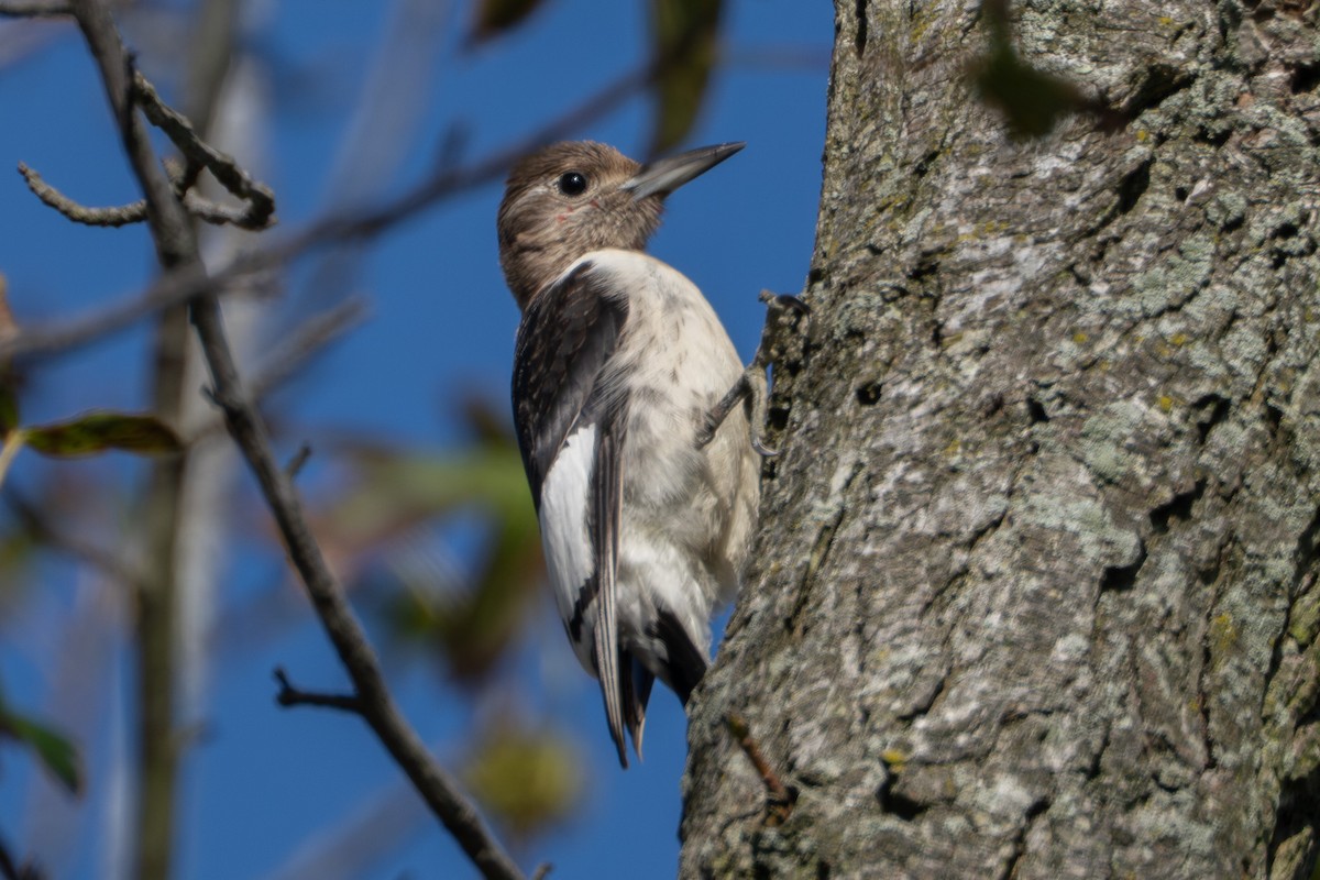 Red-headed Woodpecker - ML643444618