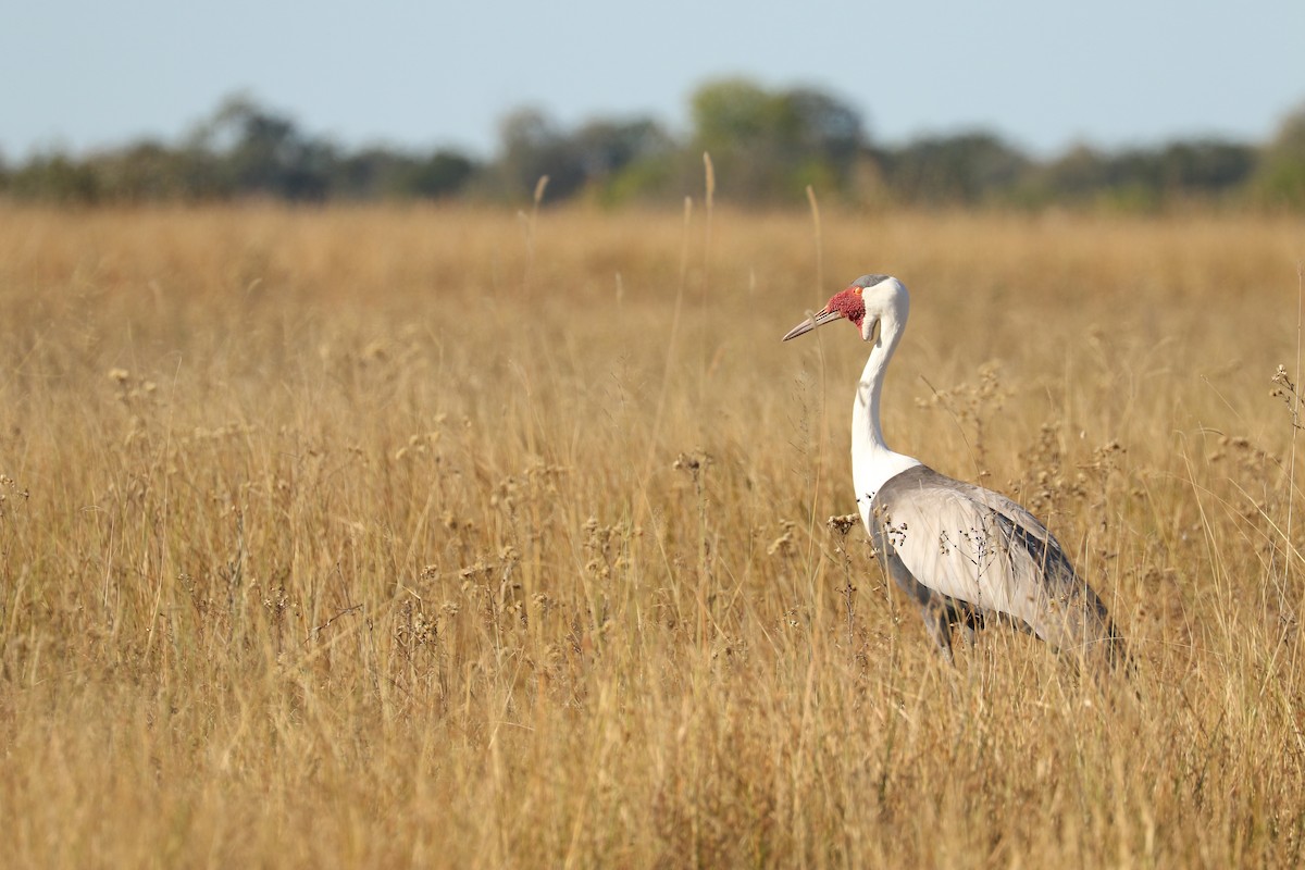 Wattled Crane - ML643444619