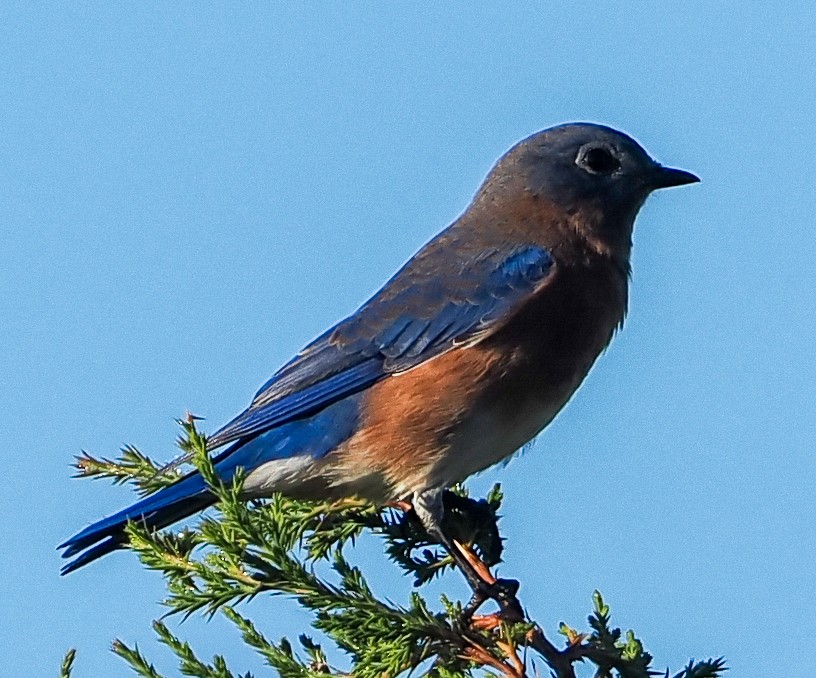 Eastern Bluebird - ML643444620