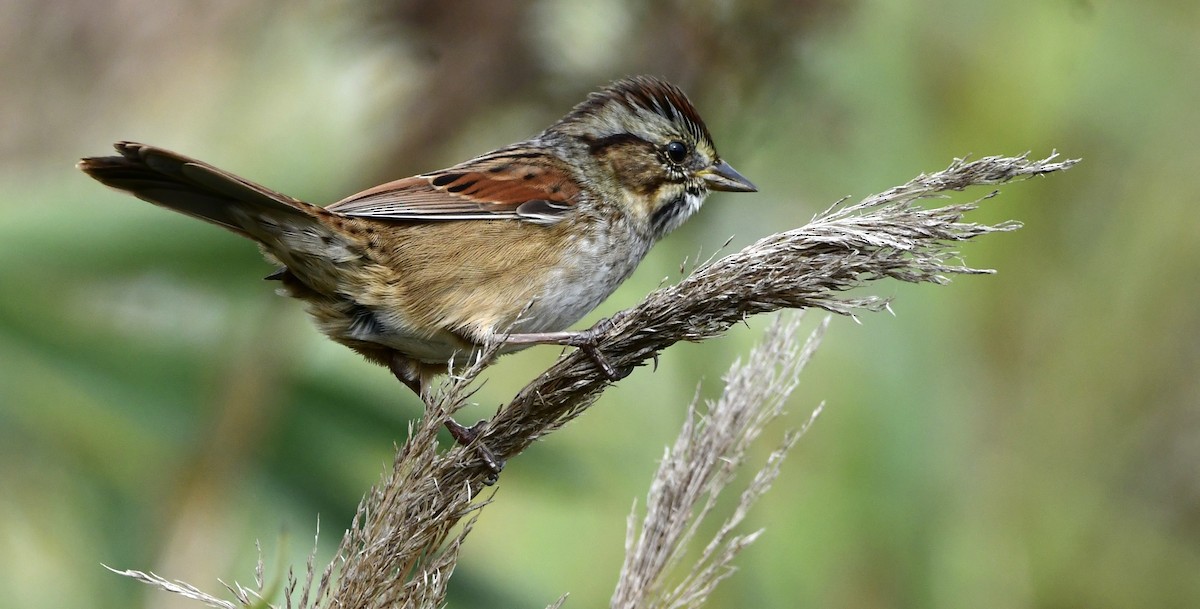 Swamp Sparrow - ML643444621
