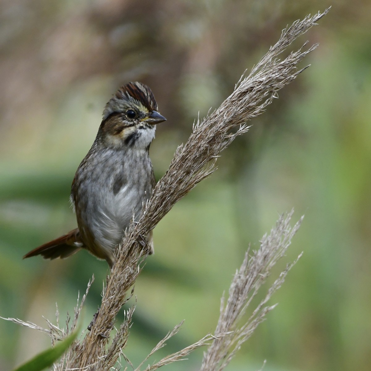 Swamp Sparrow - ML643444622