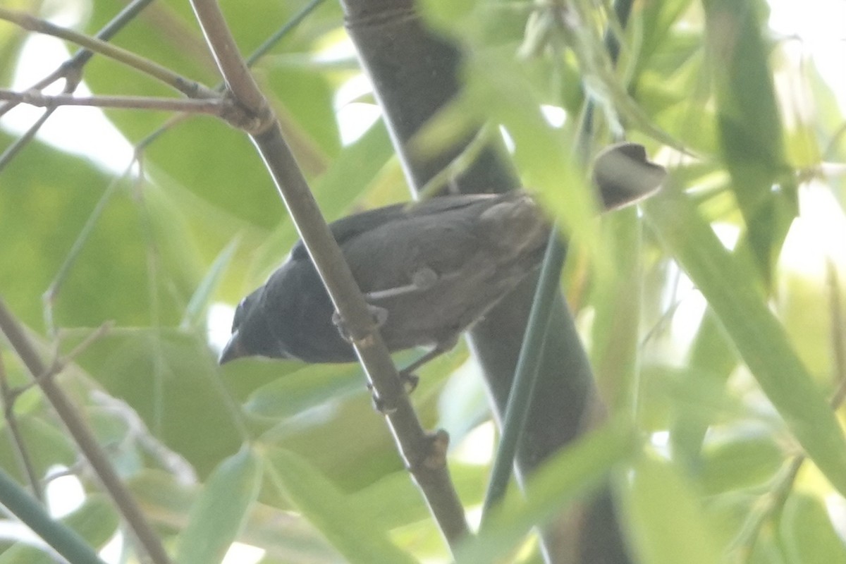 Blue-black Grassquit - ML643444625