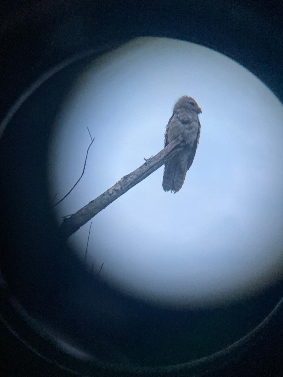 Great Potoo - ML643444628