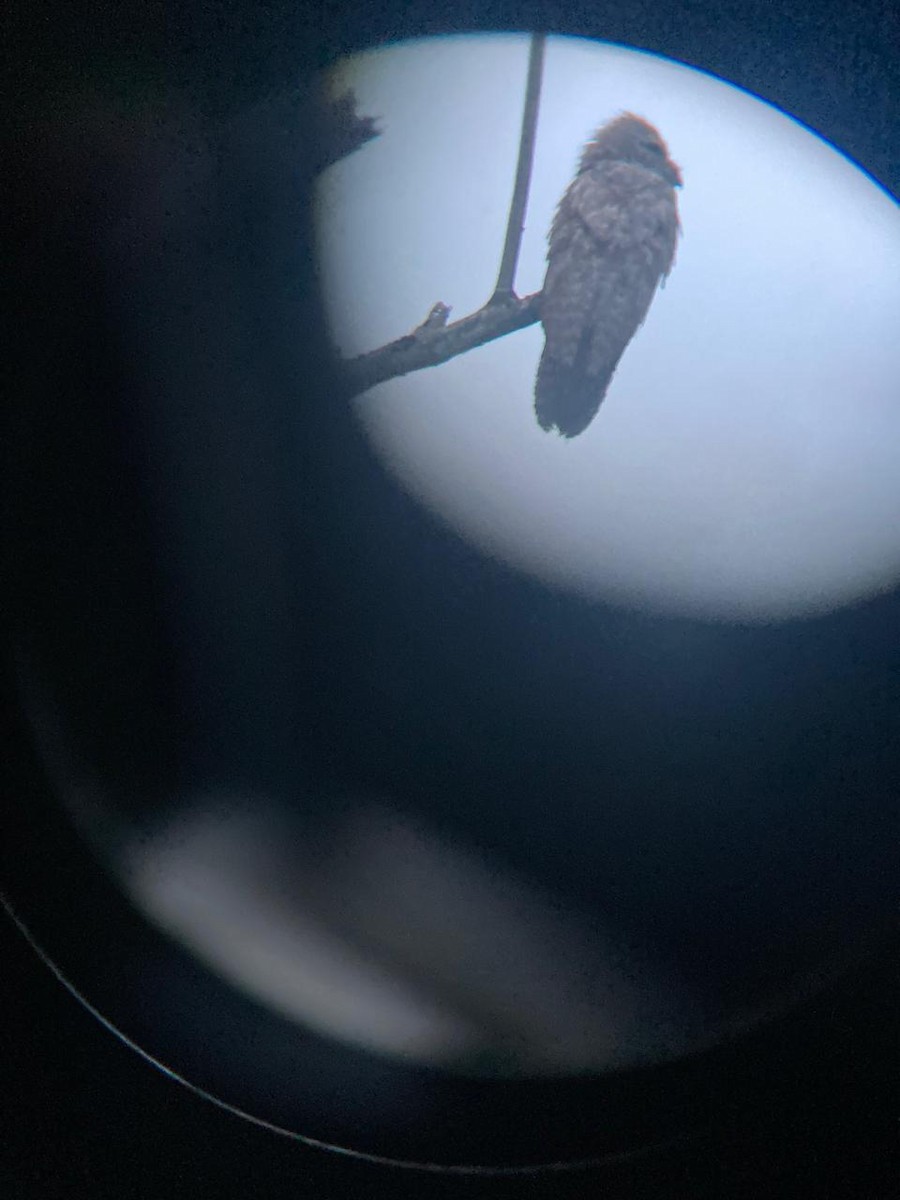 Great Potoo - ML643444629