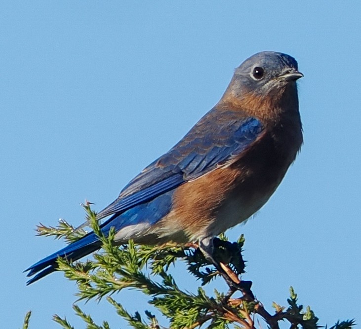 Eastern Bluebird - ML643444631