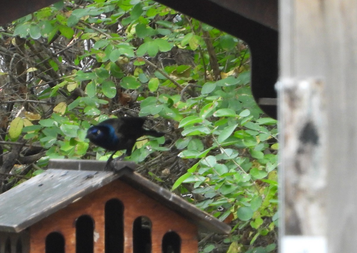 Common Grackle - ML643444632