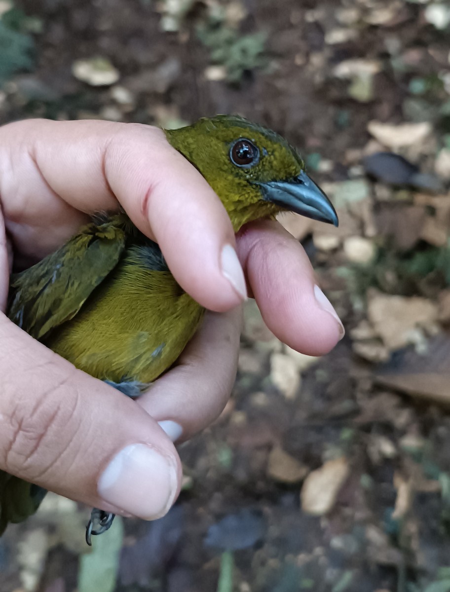 Carmiol's Tanager - ML643444633