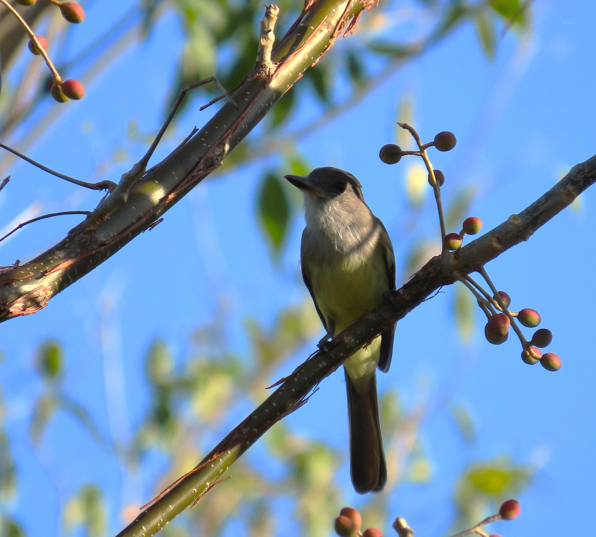 Brown-crested Flycatcher - ML643444634