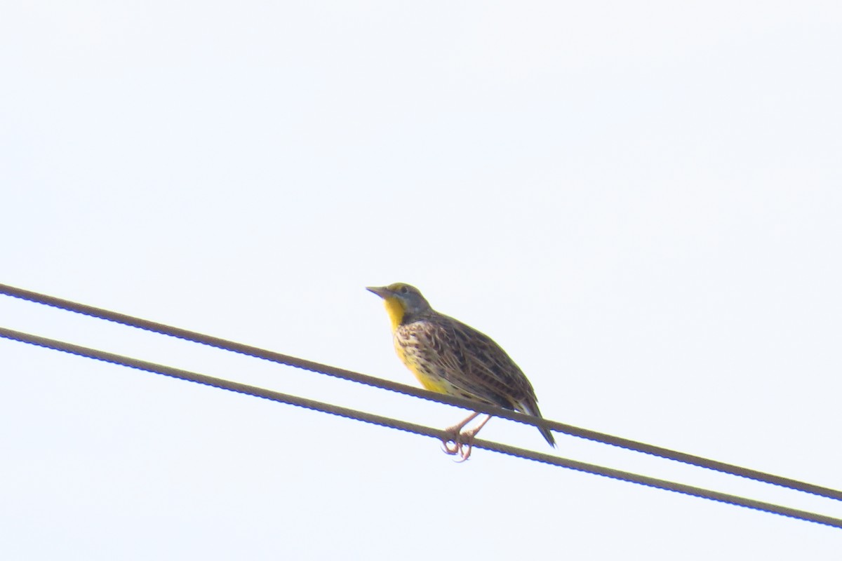 Eastern Meadowlark - ML643444637
