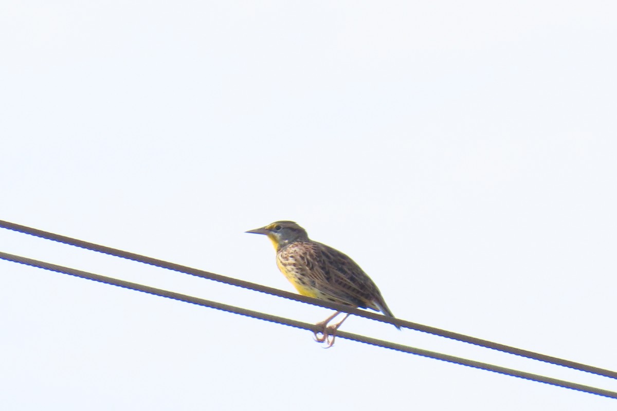 Eastern Meadowlark - ML643444638