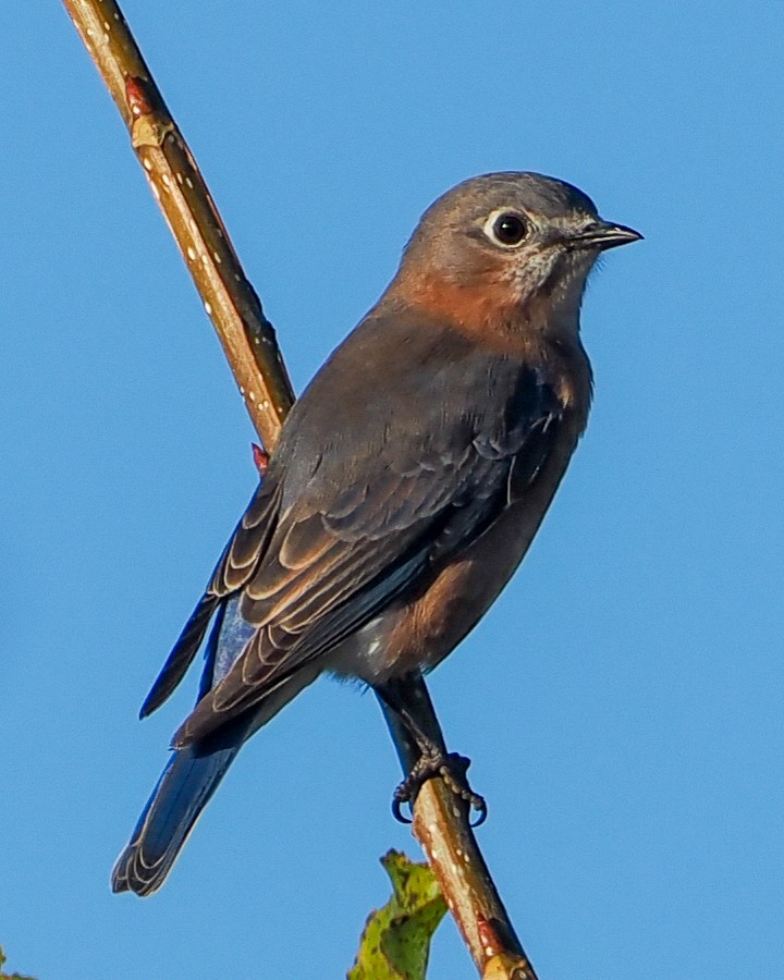 Eastern Bluebird - ML643444656