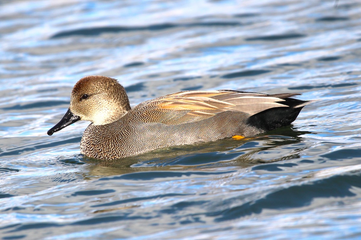 Gadwall - ML643444658