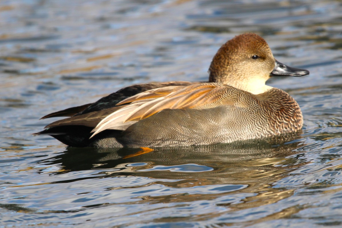 Gadwall - ML643444659