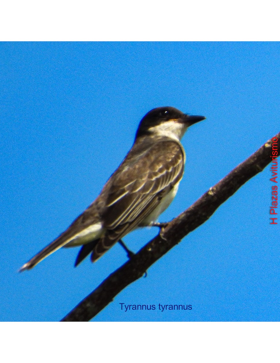 Eastern Kingbird - ML643444666