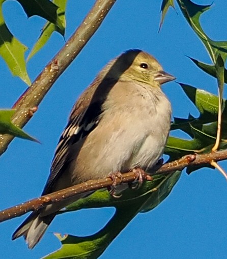 American Goldfinch - ML643444670