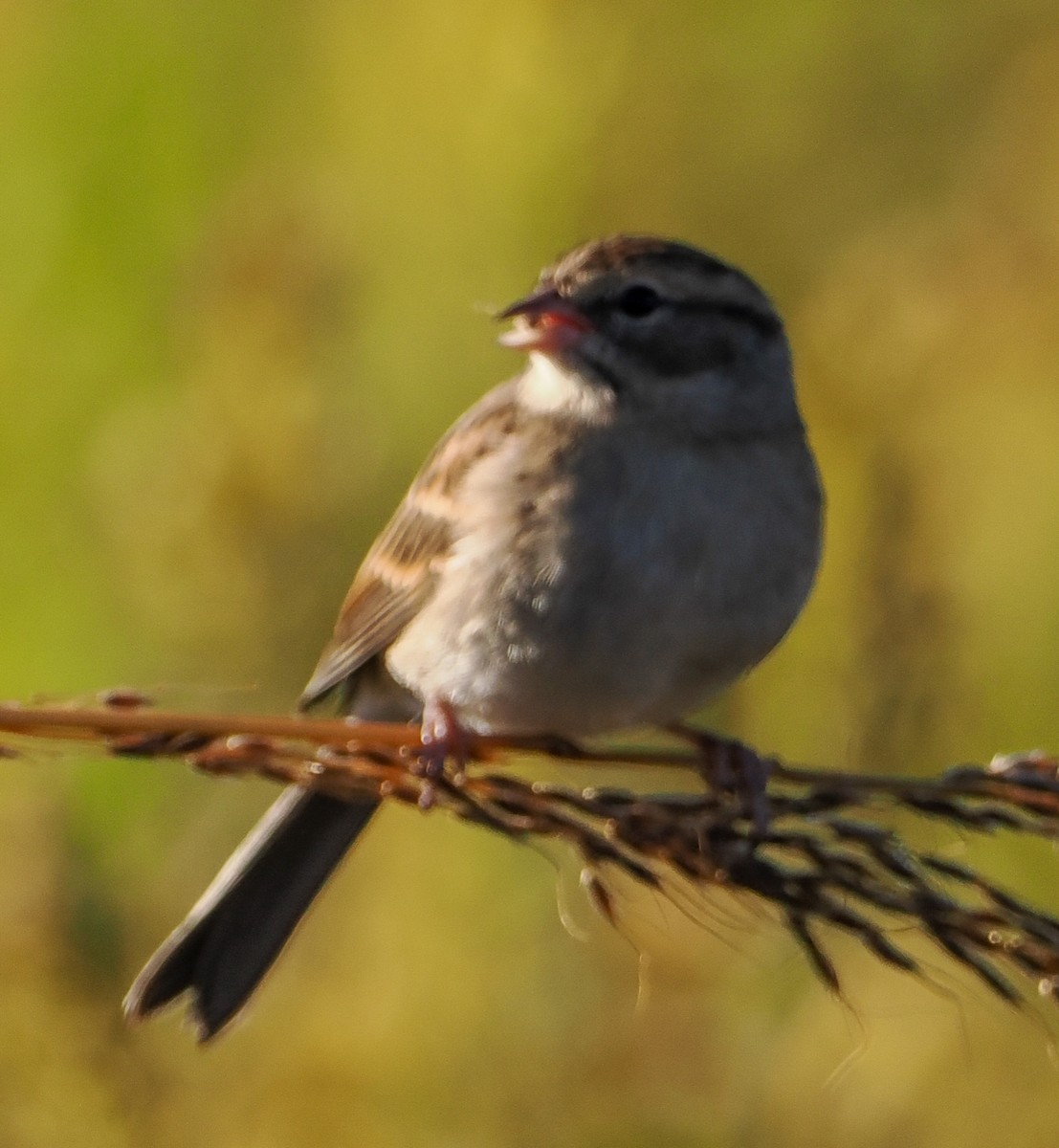 Chipping Sparrow - ML643444690