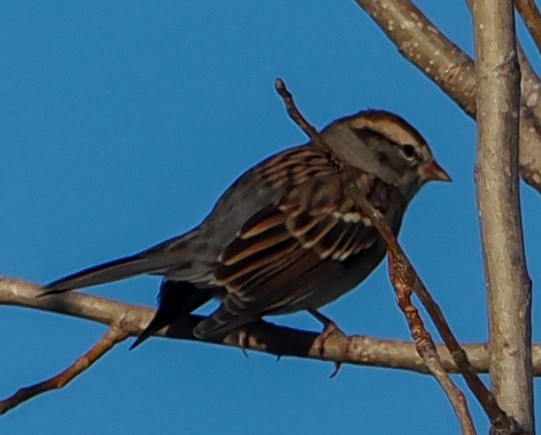 Chipping Sparrow - ML643444693