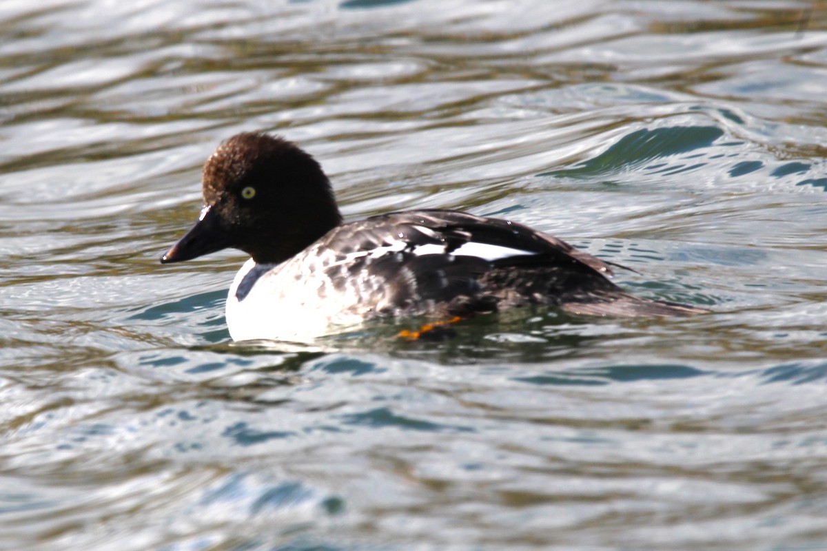 Common Goldeneye - ML643444710