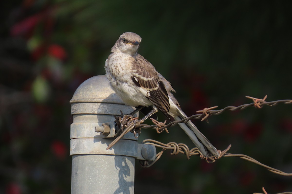 Northern Mockingbird - ML643444714