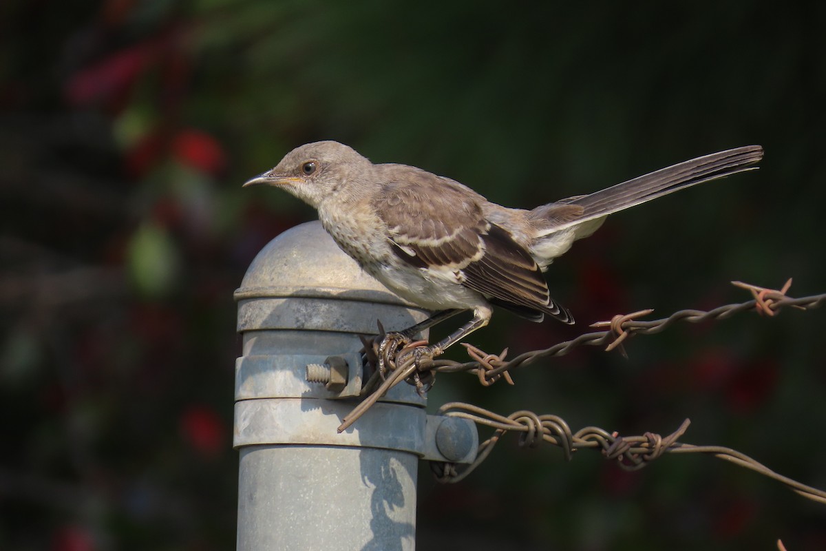 Northern Mockingbird - ML643444715