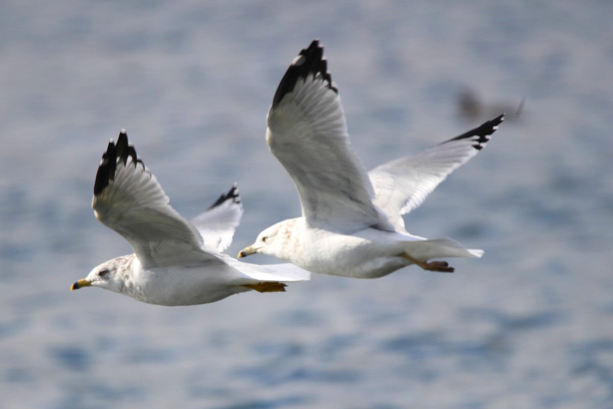 Ring-billed Gull - ML643444717