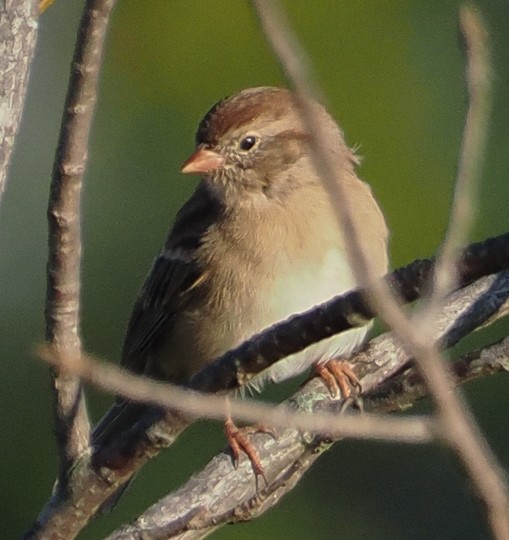 Field Sparrow - ML643444721