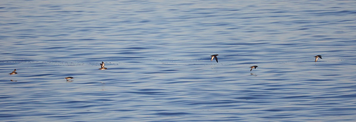 Balearic Shearwater - ML643444723