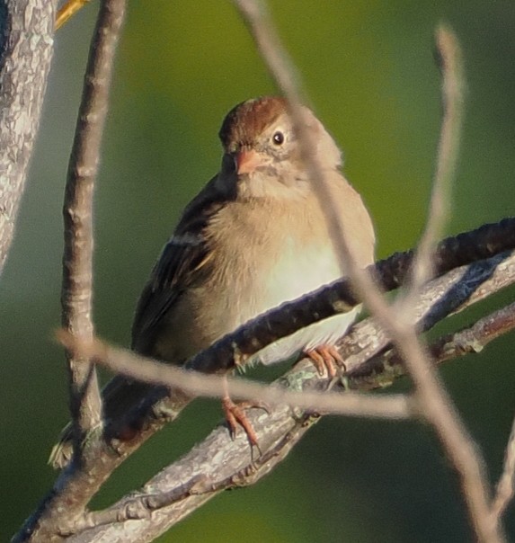 Field Sparrow - ML643444726