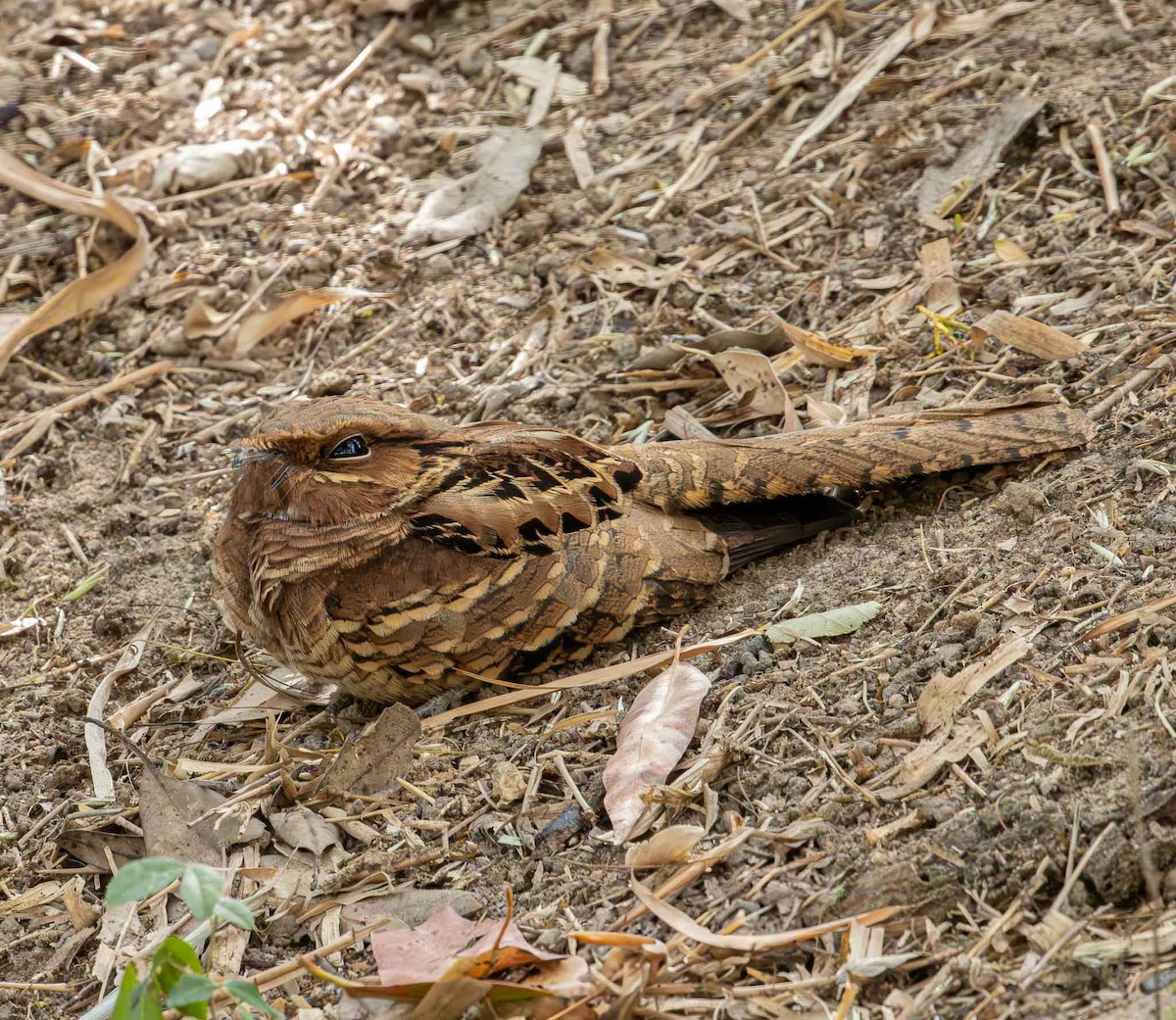 Common Pauraque - ML643444732
