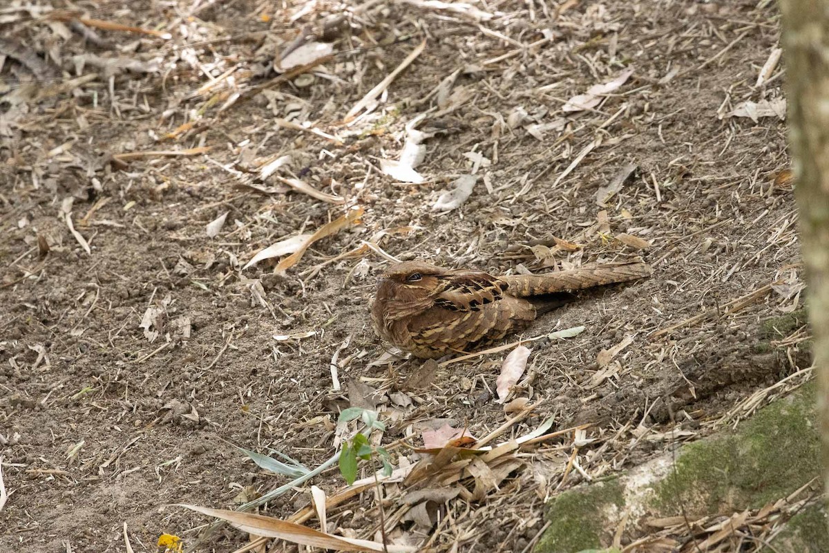 Common Pauraque - ML643444733
