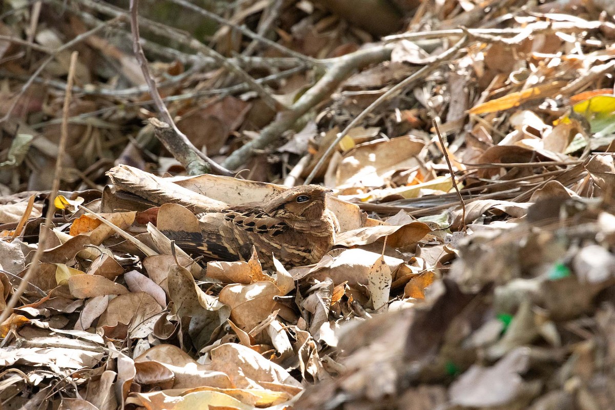 Common Pauraque - ML643444734