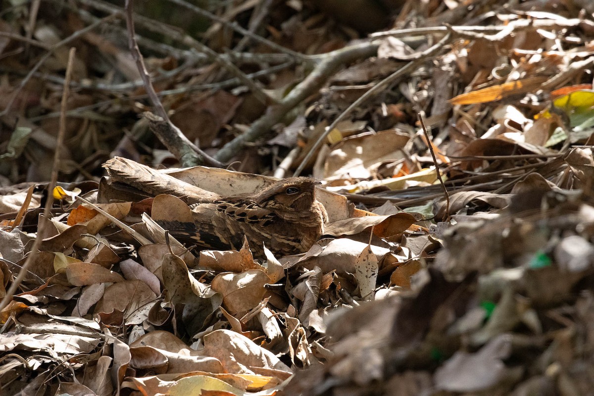Common Pauraque - ML643444736