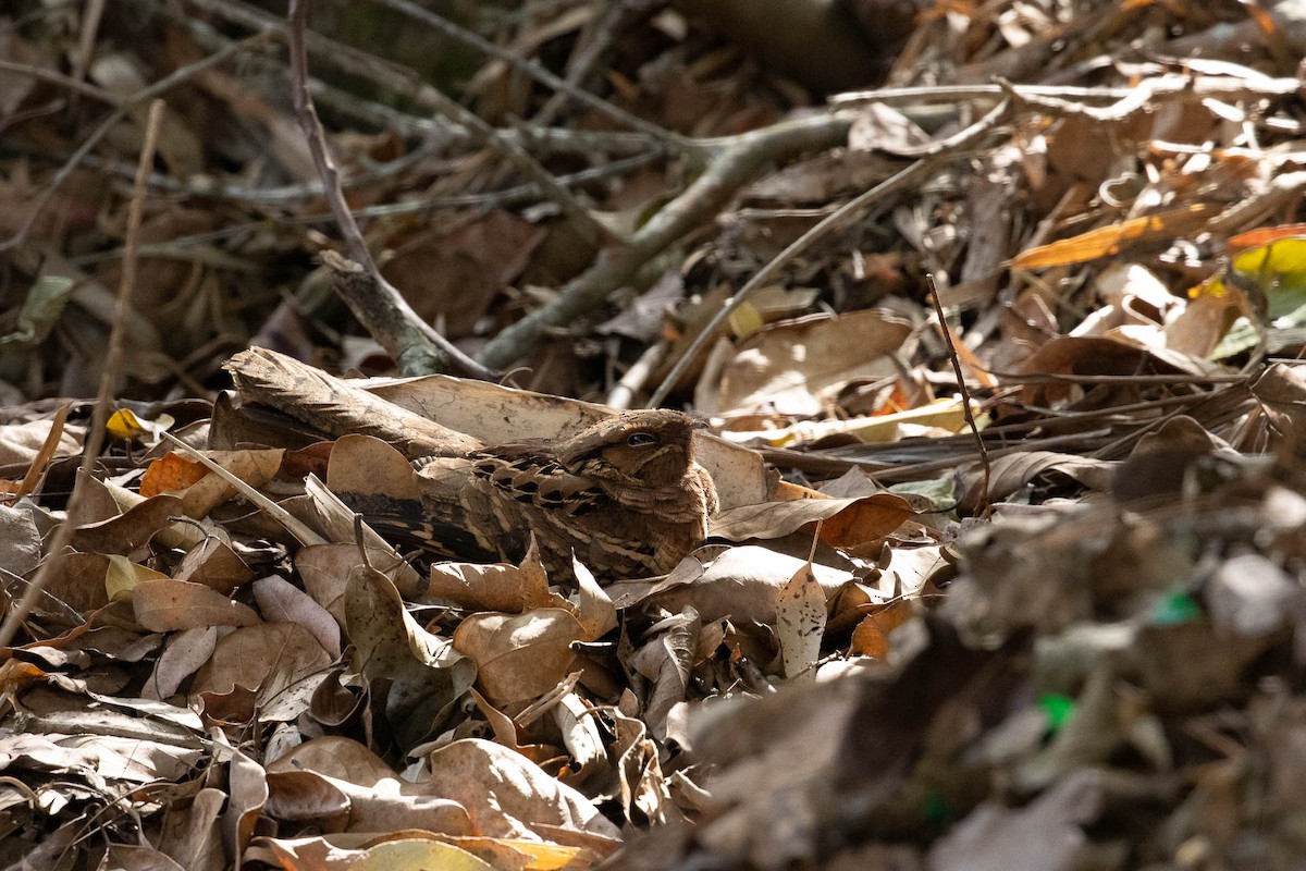 Common Pauraque - ML643444737
