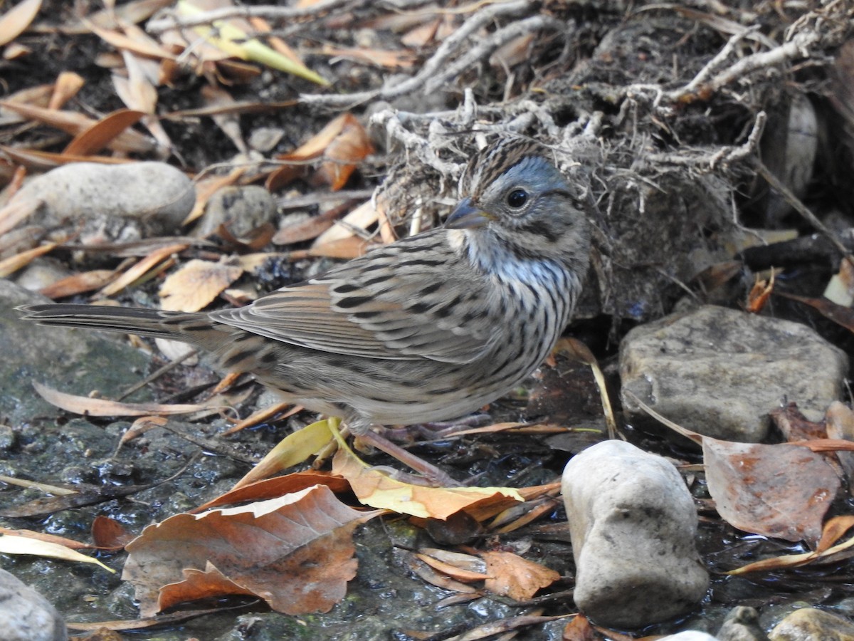 Lincoln's Sparrow - ML643444741
