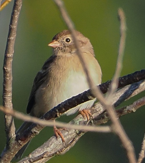 Field Sparrow - ML643444746