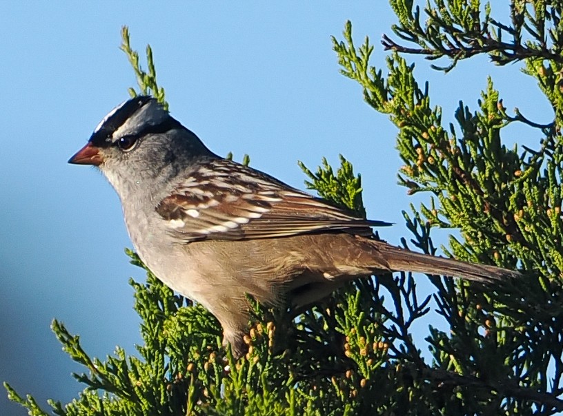 White-crowned Sparrow - ML643444771