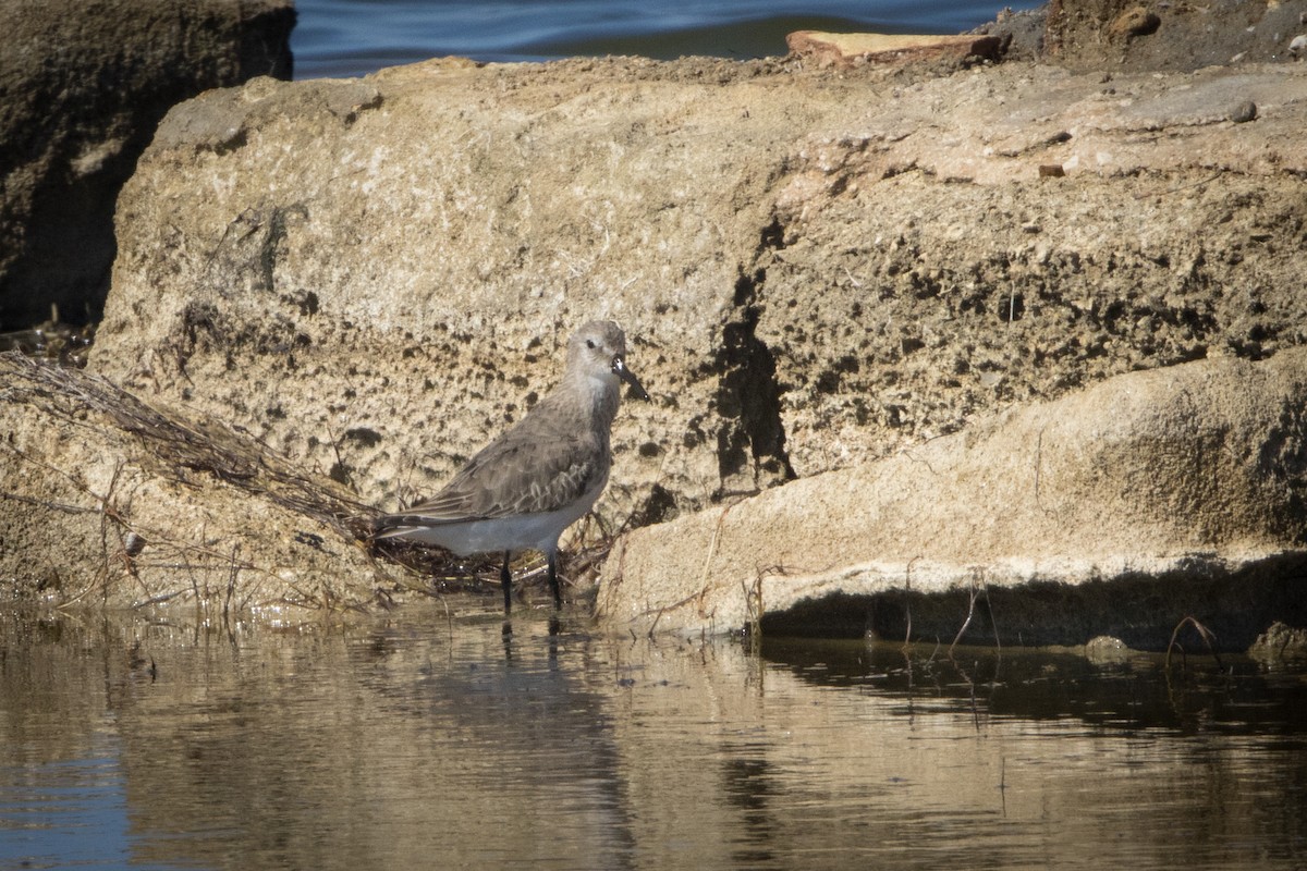Bécasseau variable - ML643444778
