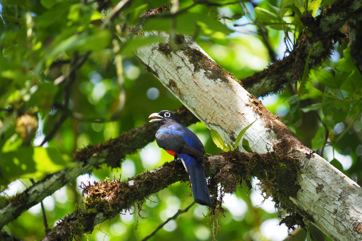 Trogon de Baird - ML643444790