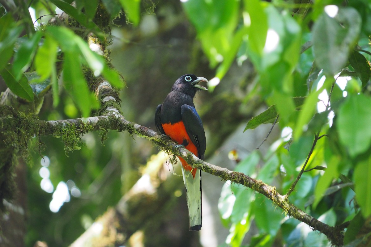 Trogon de Baird - ML643444791