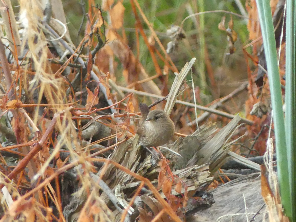 Winter Wren - ML643444804