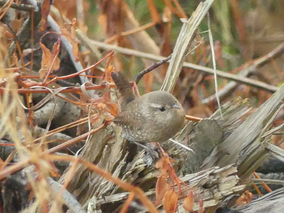 Winter Wren - ML643444805