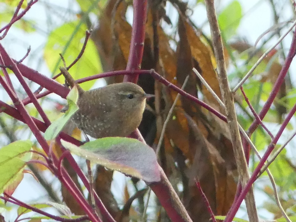 Winter Wren - ML643444806