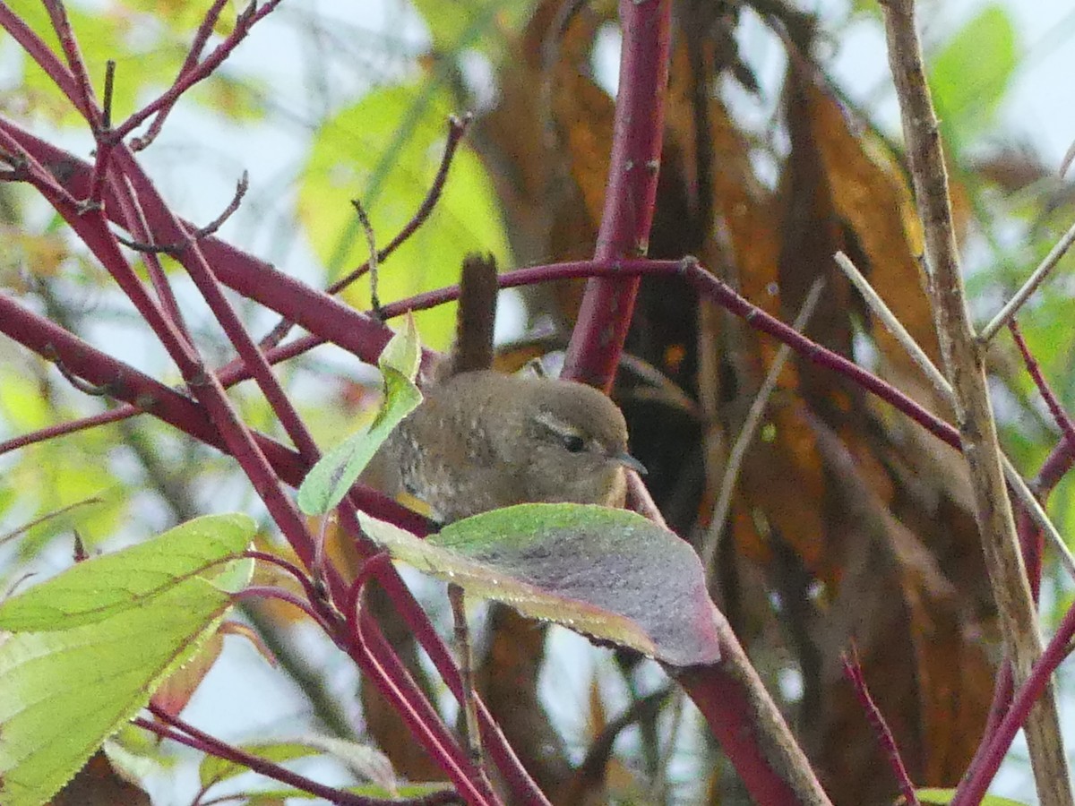 Winter Wren - ML643444807