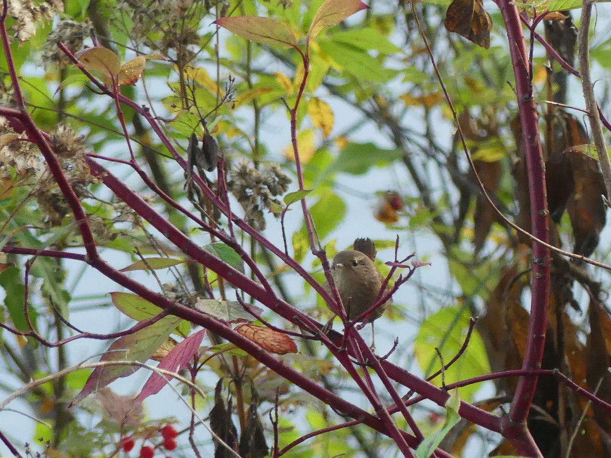 Winter Wren - ML643444808