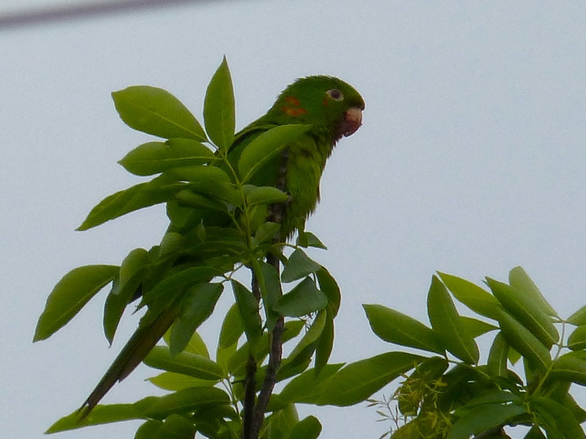 White-eyed Parakeet - ML643444812