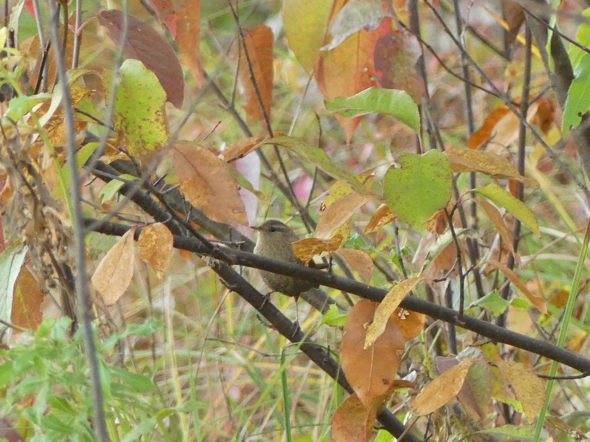 Winter Wren - ML643444813