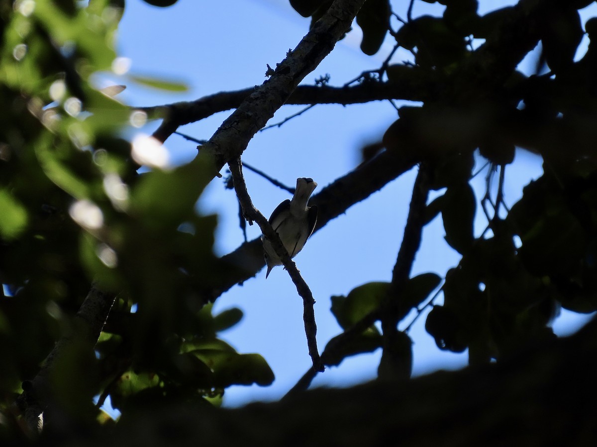 Blue-gray Gnatcatcher (Eastern) - ML643444815