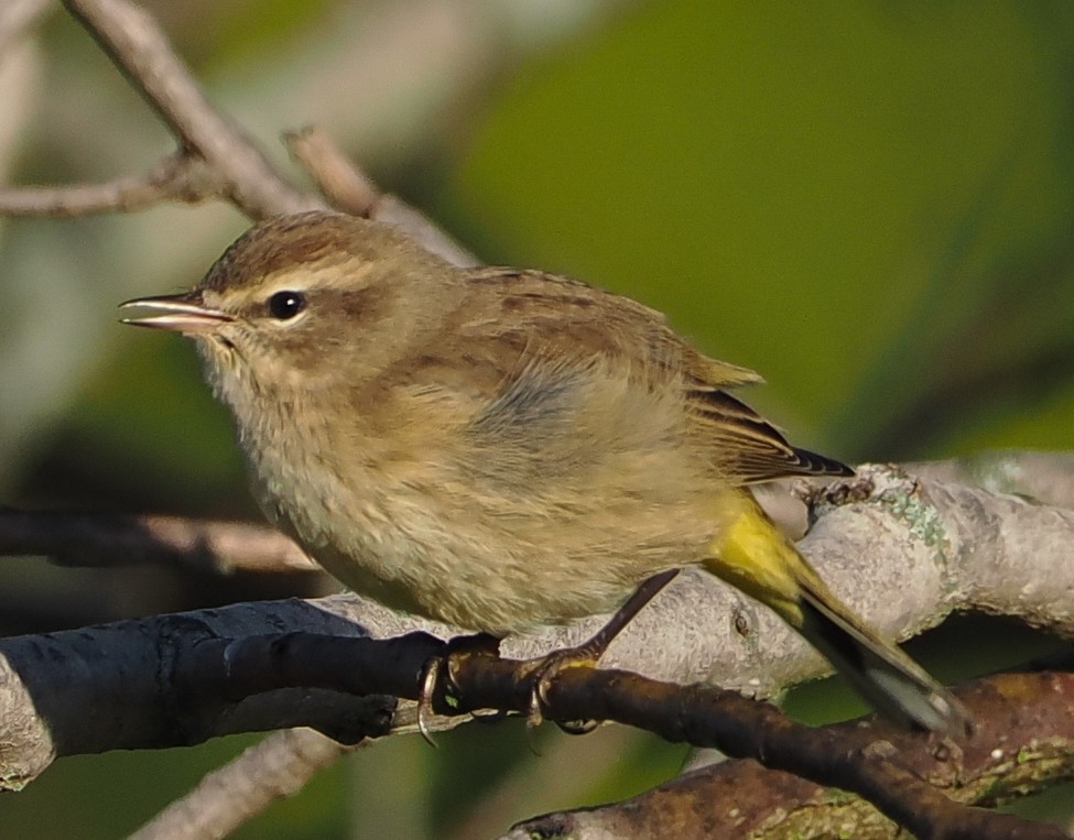 Palm Warbler - ML643444816